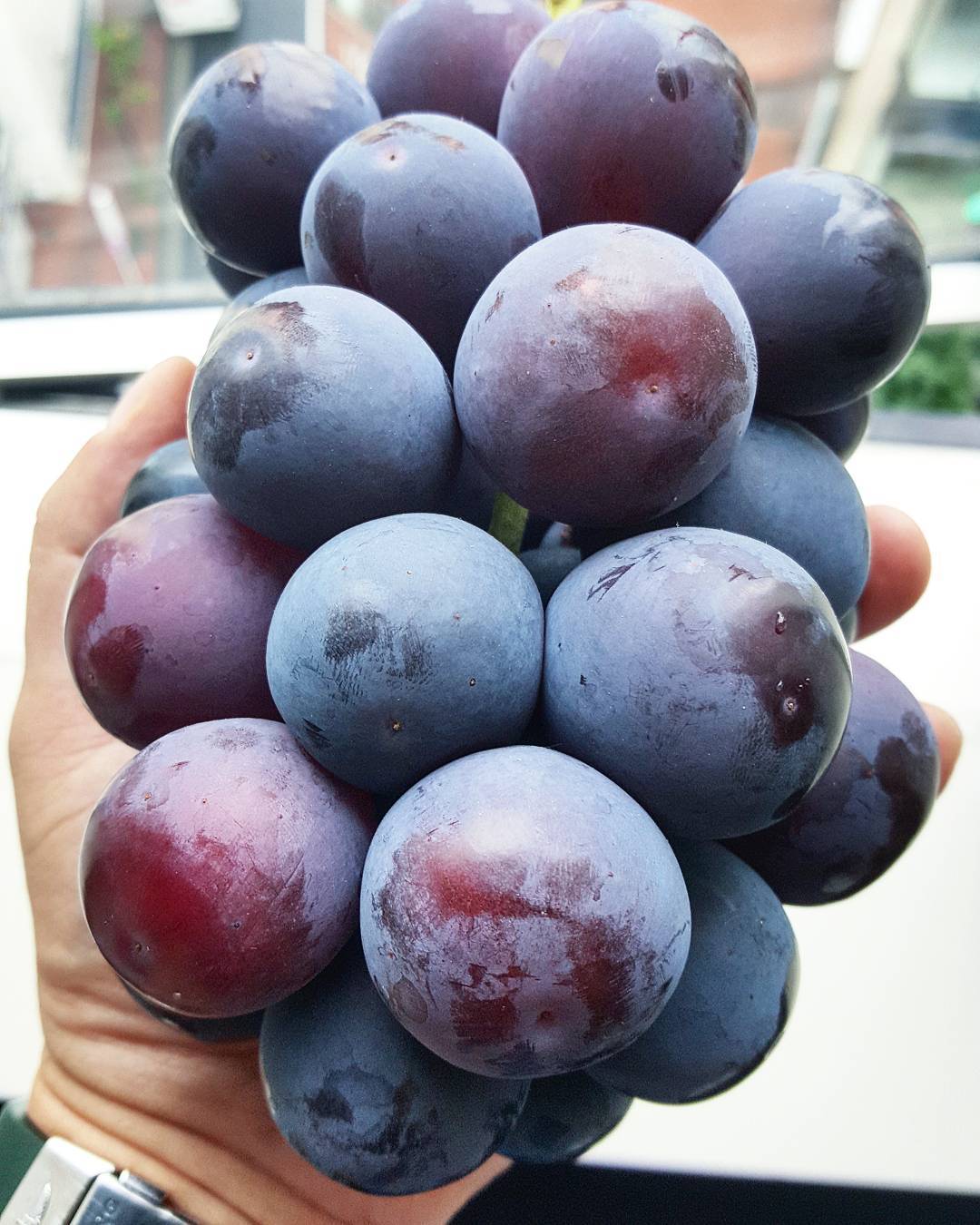 koyoto-grapes_orig.jpg