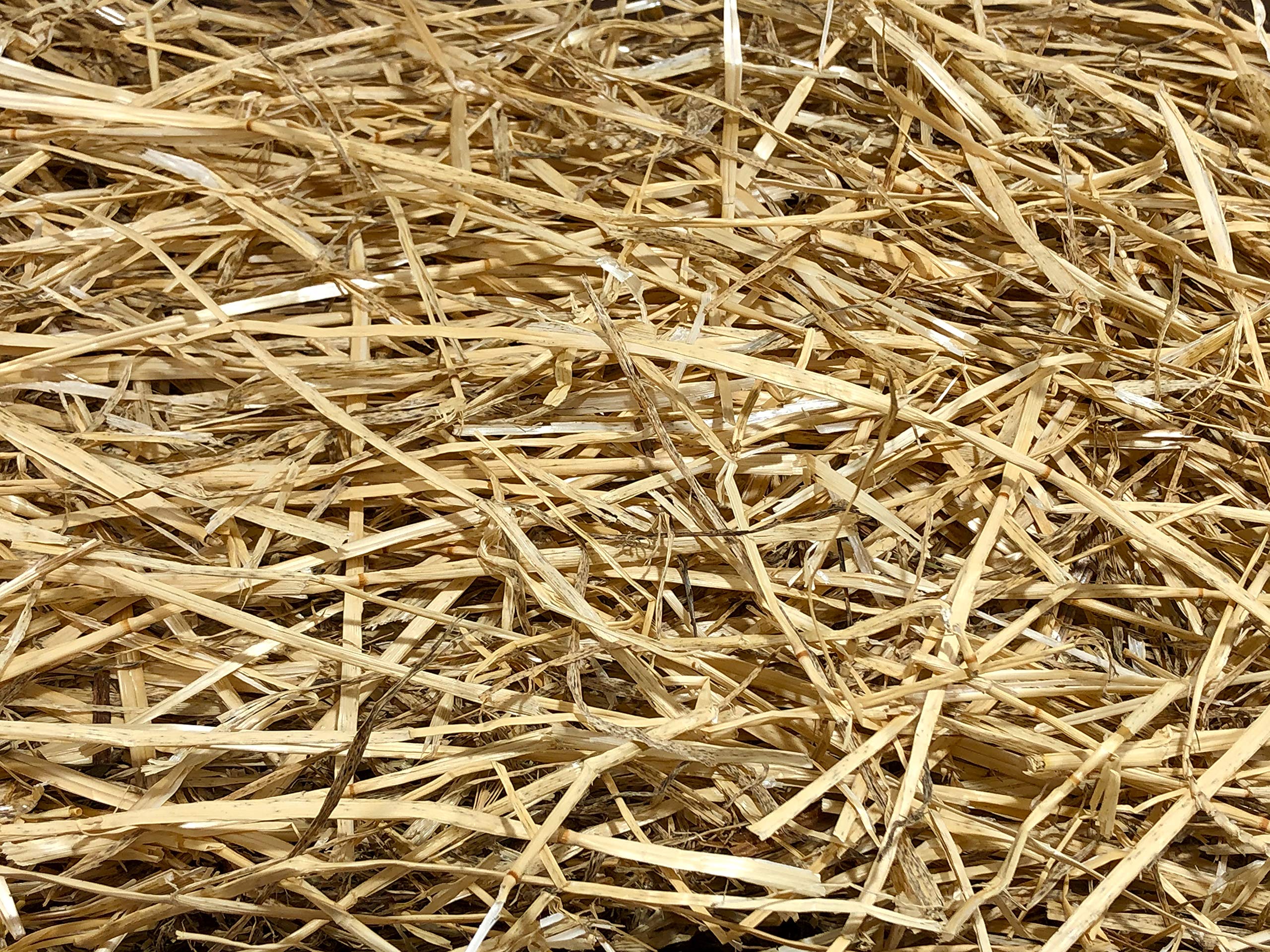 Wheat Hay.jpg