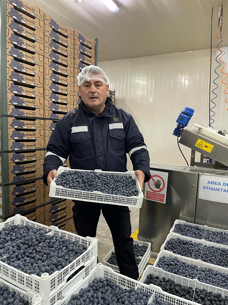 Blueberries Packing.jpeg