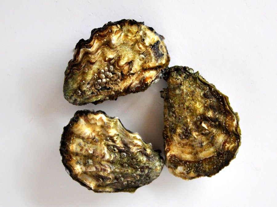 kumomoto_oyster.jpg