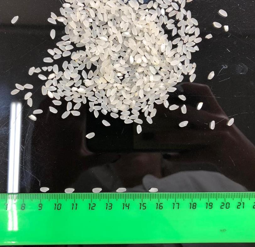 Rapan Rice.jpg