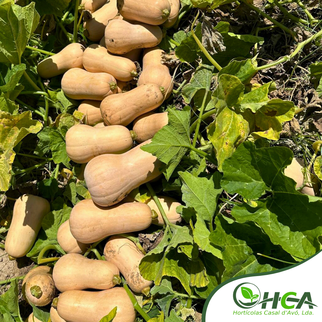 Post Normal- Semana 1- Fev. .png