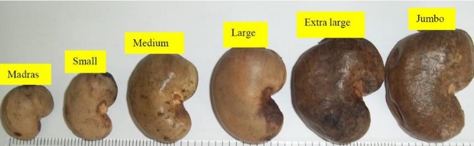 cashew nuts.jpg