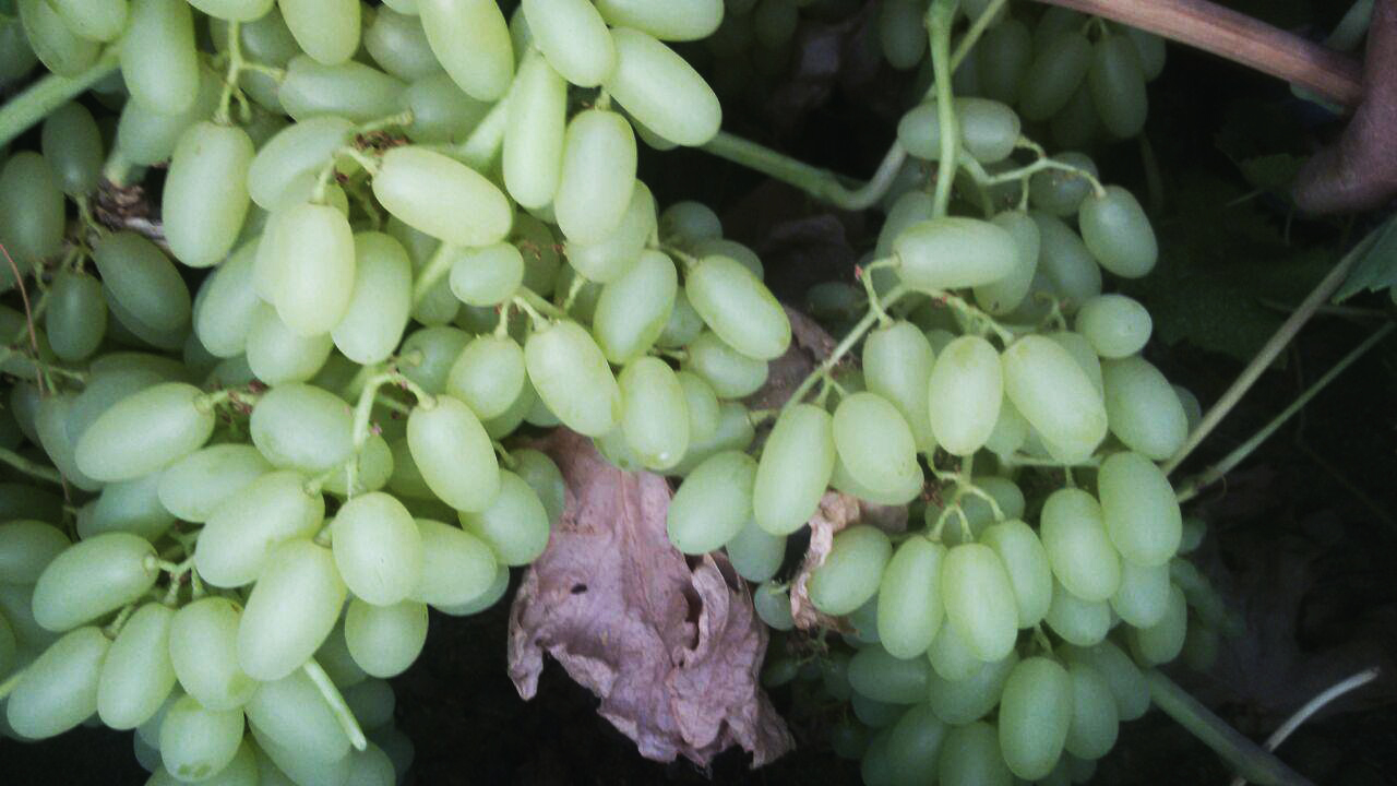 yadmanbardia-grape-tir96.jpg