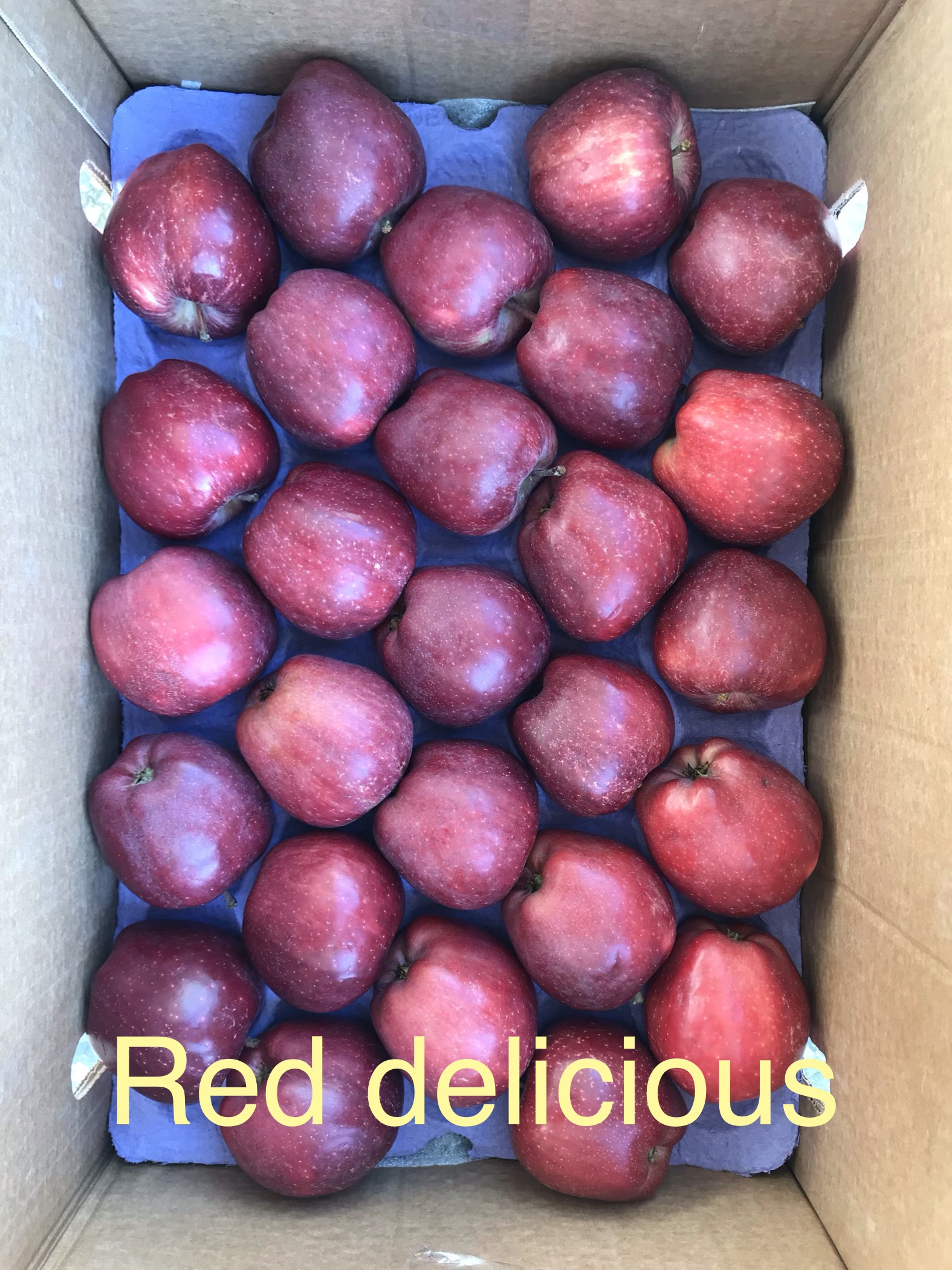 Red.jpg