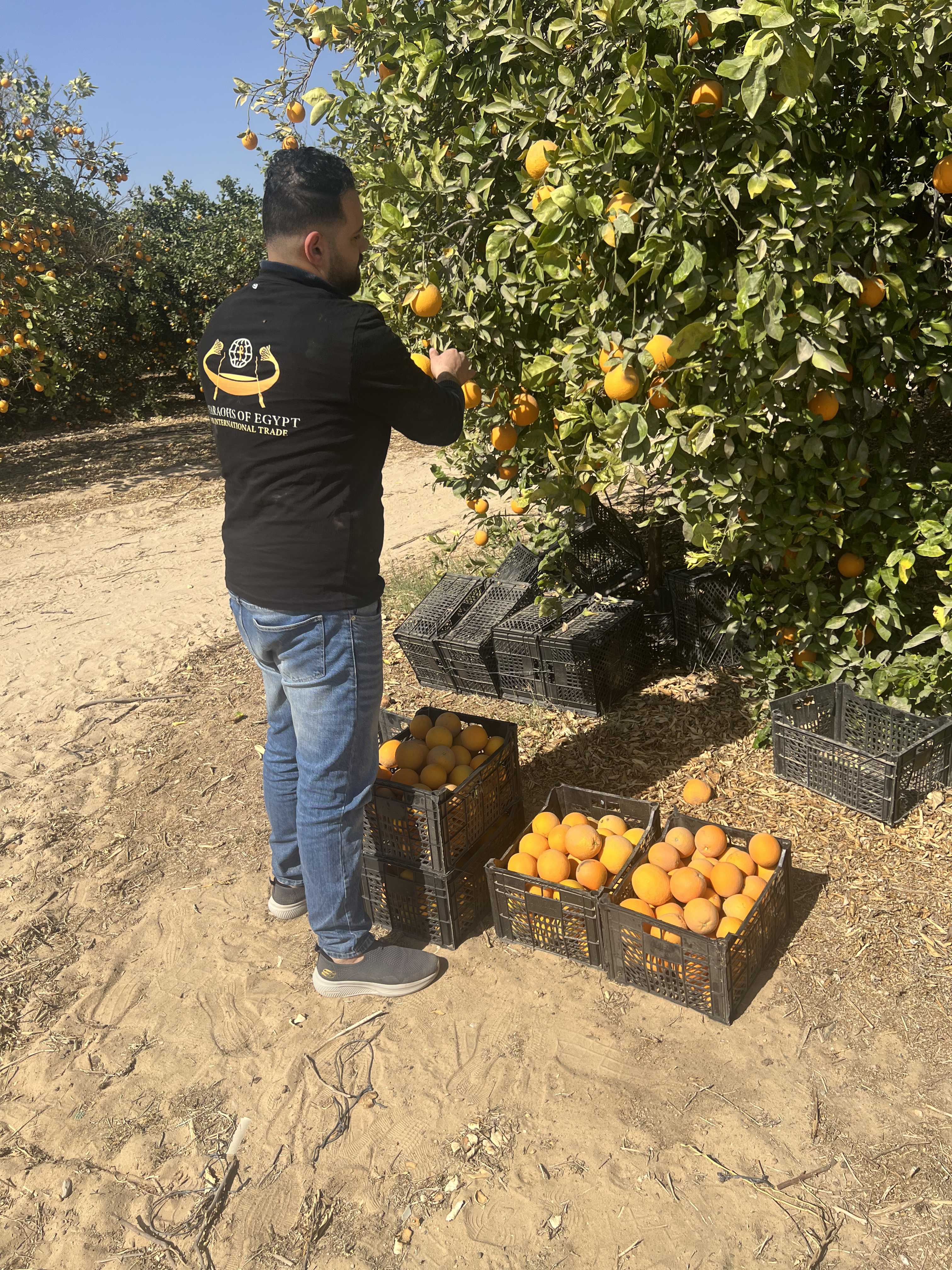 PEI Trade Oranges V (19).jpeg