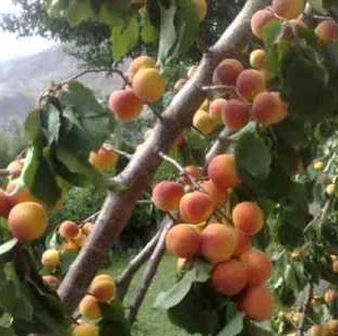 Apricot-3.jpg