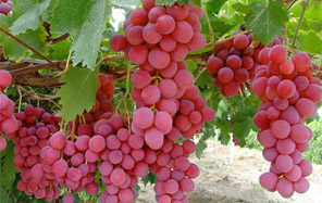 fruit_img3.jpg