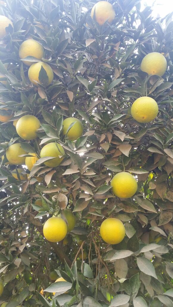 Valencia Tree 3.jpg