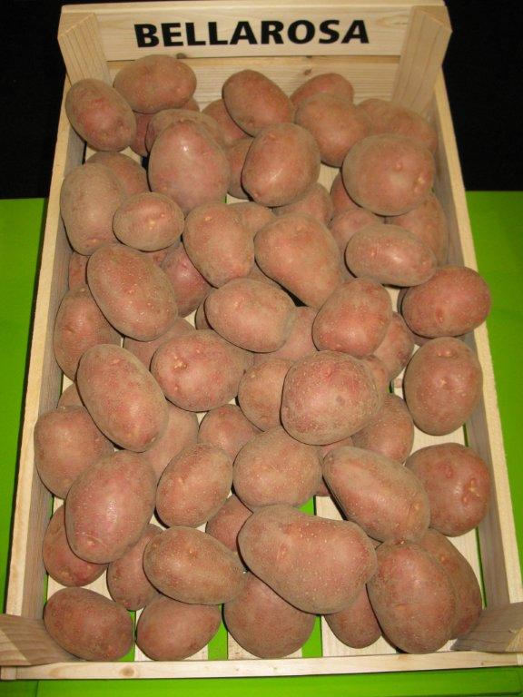 Bellarosa'.jpg