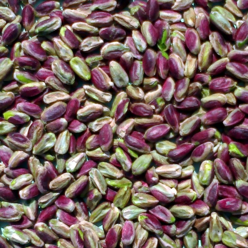 pistachio kernel.jpg