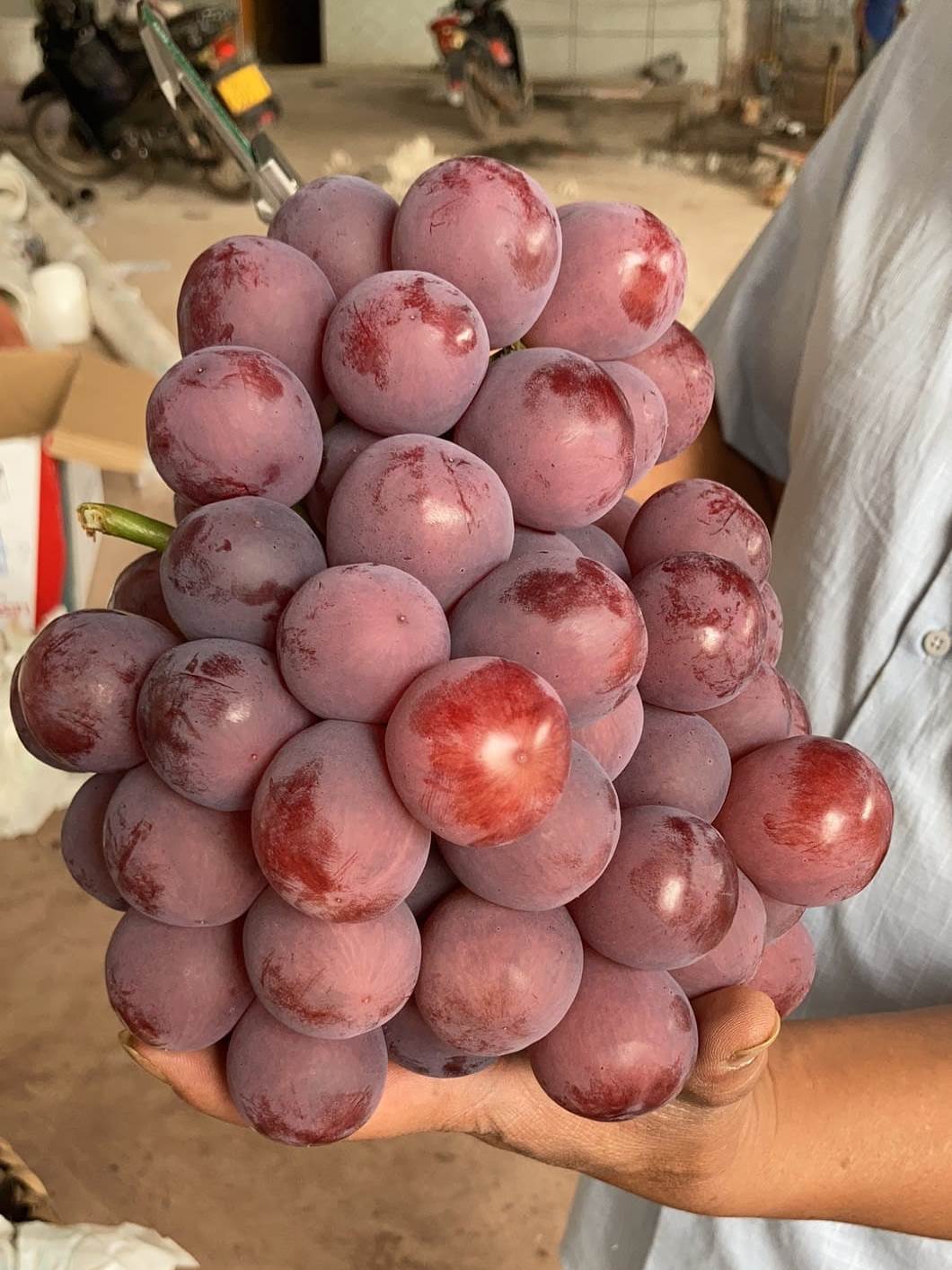 red-globe-grapes-giant2-world-fresh_orig.jpg