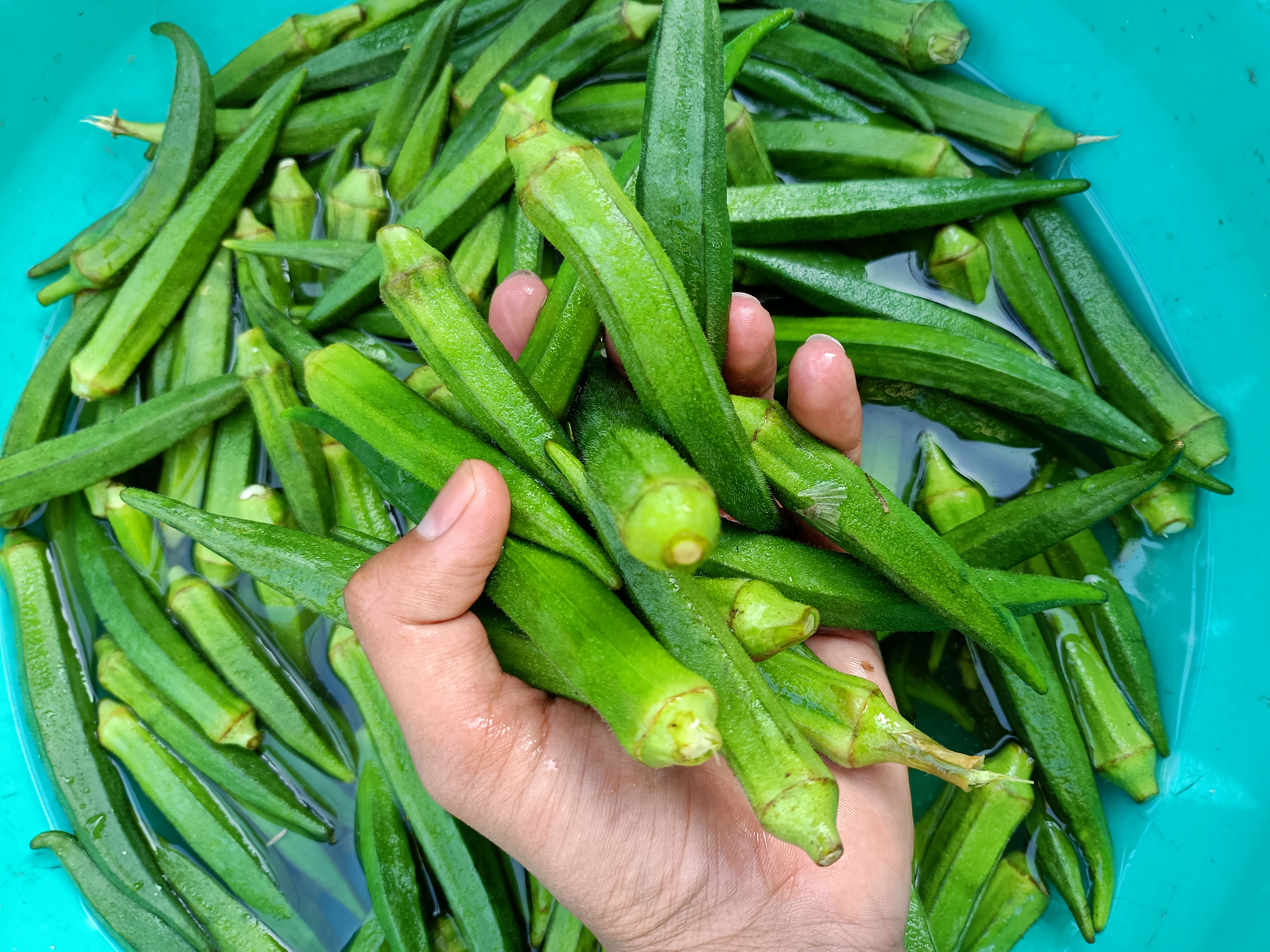 okra-or-ladies-fingers-or-bhindi-or-lady-finger-gr-2023-11-27-05-15-05-utc.jpg