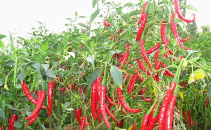 Chillies 2.jpg
