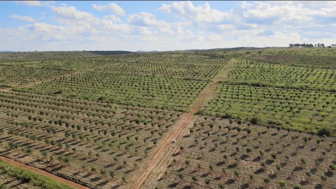 Uganda’s Premier Export Farm: Scale, Quality, and Global Reach