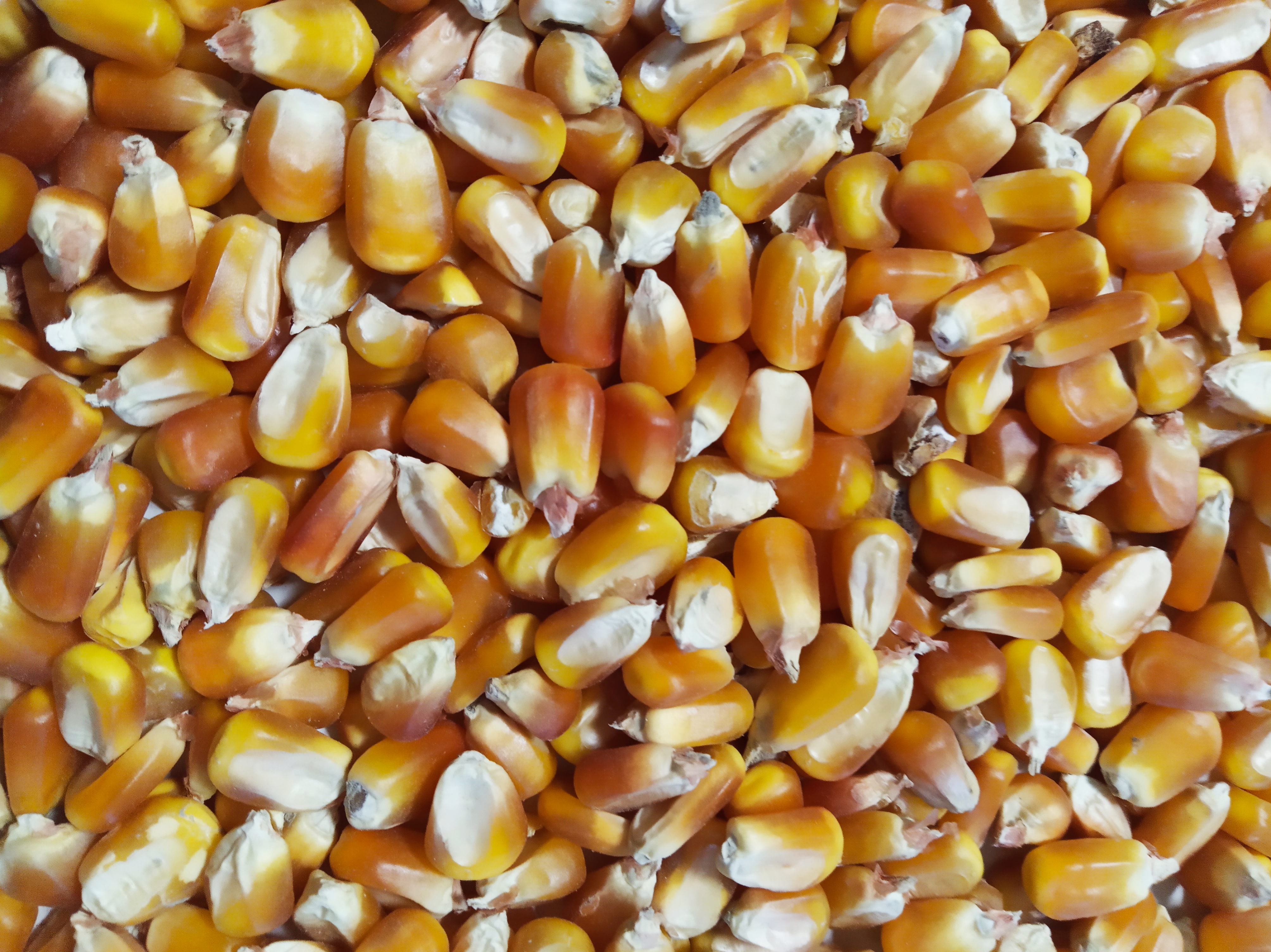 yellow corn 2.jpg