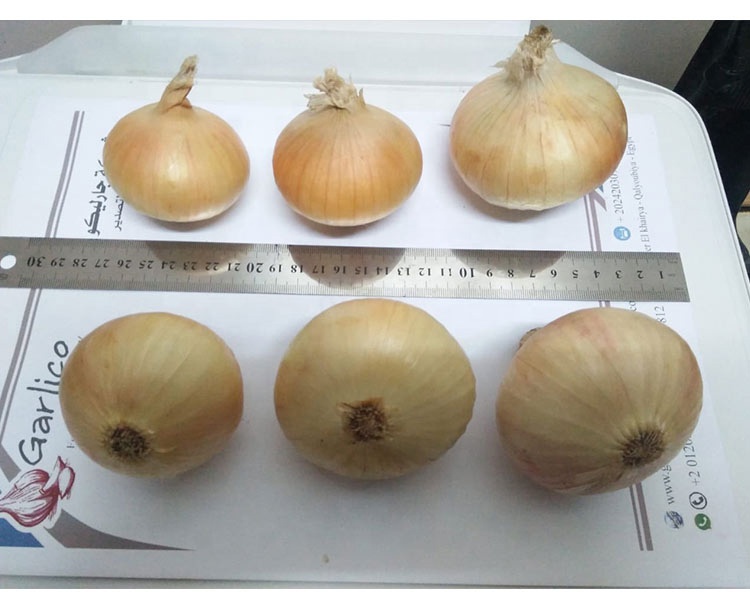 Onion White Measurements.jpg