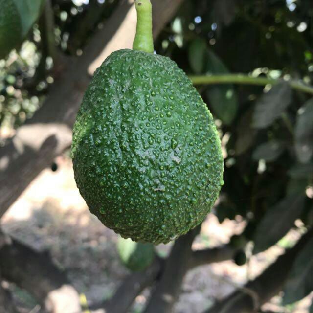 FOTO AGUACATE.jpeg