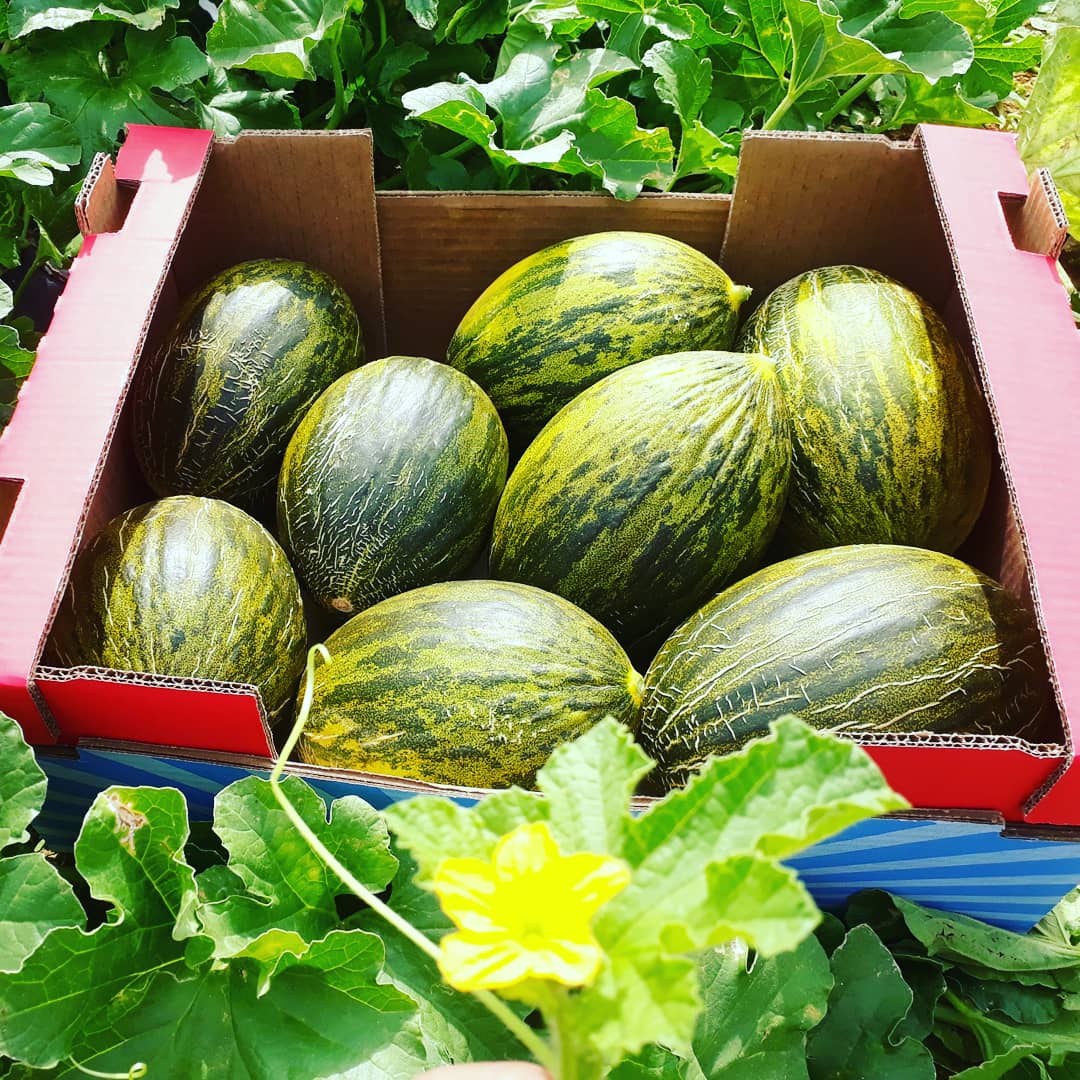 St Claus Melon s.jpeg