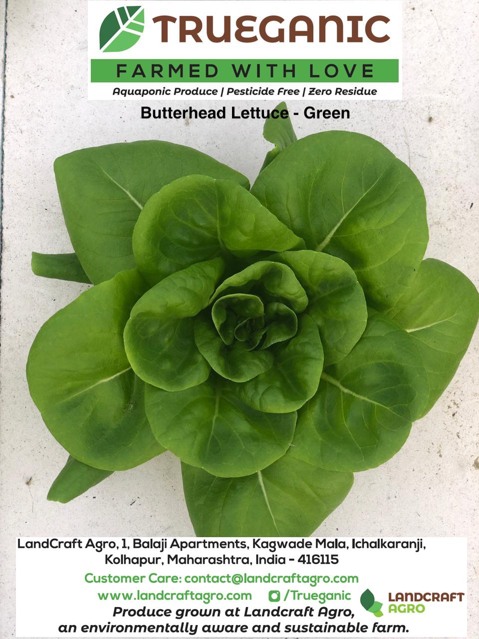 Lettuce - Butterhead - Green.jpeg