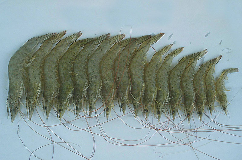White-Panama-Pacific-Shrimp.jpg