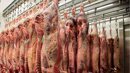 7305731-beef-carcass-rex.jpg