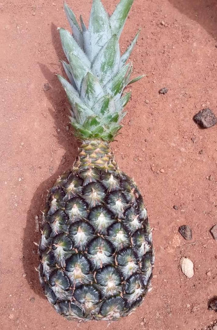 1 pineapple on the ground.JPG