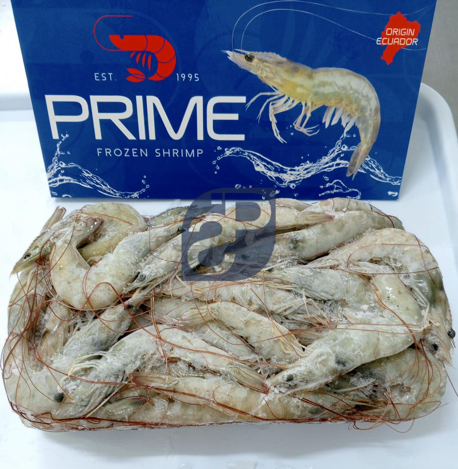 Vannamei Shrimp #10 - Standard & Partners.jpg