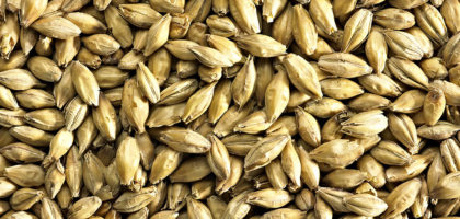 distilling_malt_002-420x200.jpg