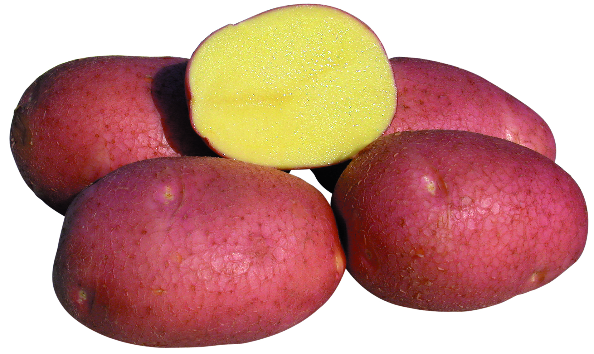 bellarosa_group.jpg