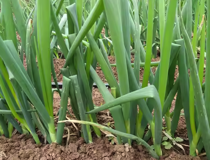 Screenshot 2025-01-07 at 10.05.07.png