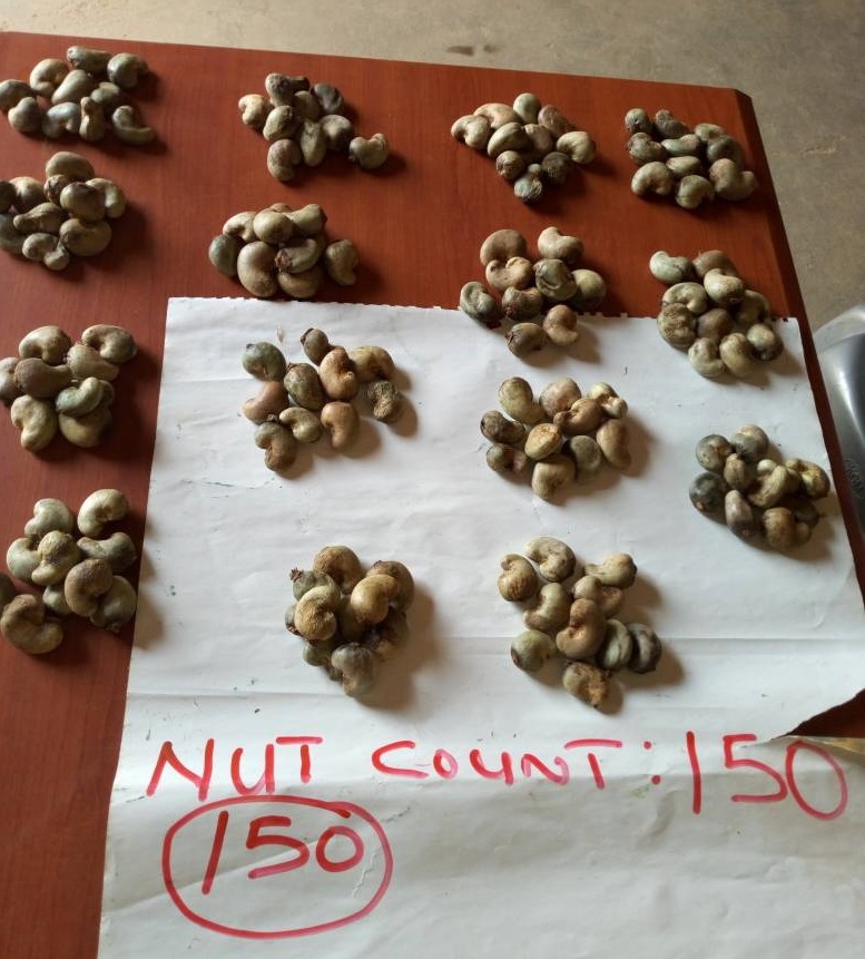 Cashew nuts_samples.jpg