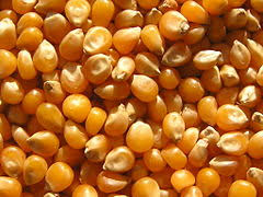 Maize/Corn (Zea Mays)