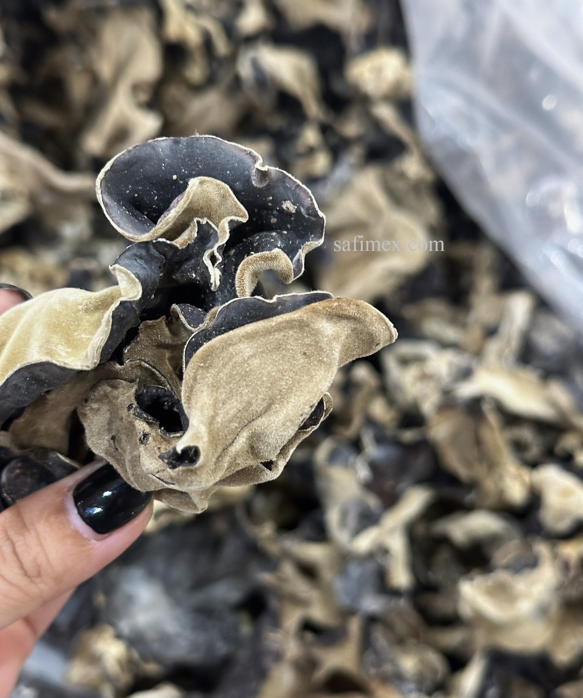 wood ear mushroom8.jpg