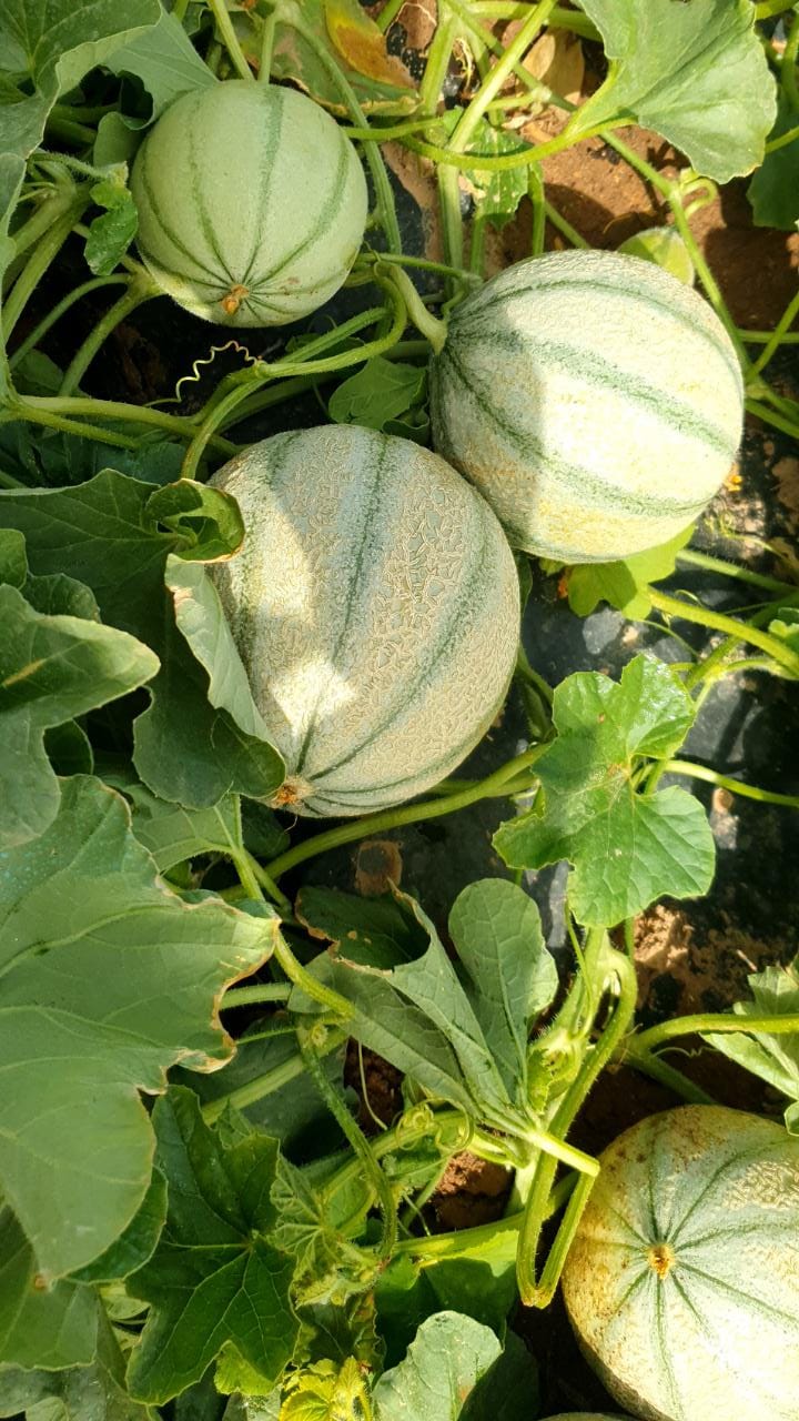 WhatsApp Image 2022-03-21 at 00.43.28.jpeg