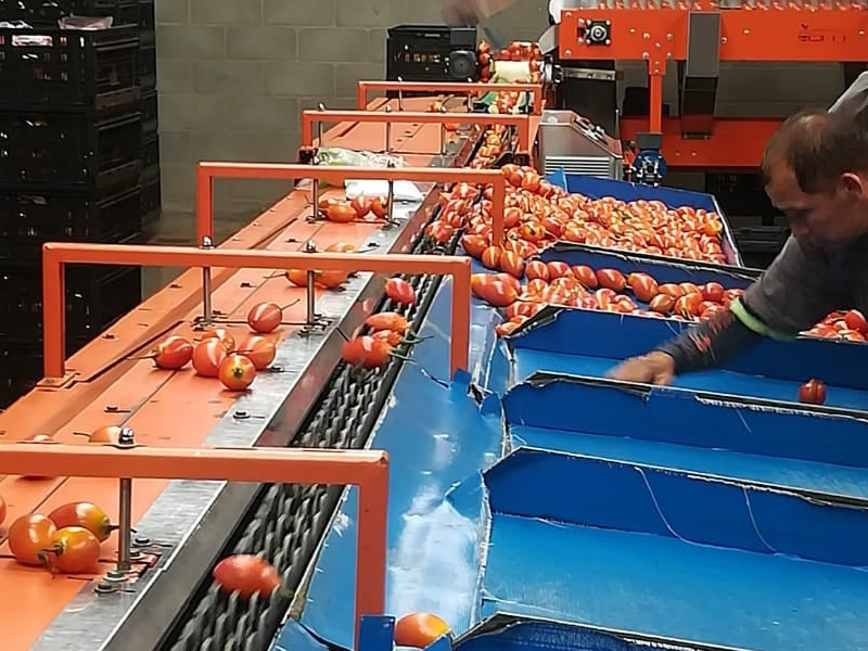 2-Sorting-and-Processing-FoodsMas-Fresh-Tamarillo-Colombia.jpg
