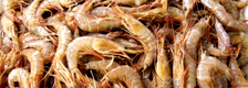 shrimp.jpeg