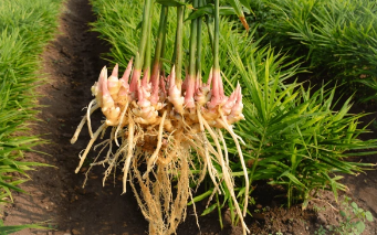 Screenshot 2024-11-18 151509.png