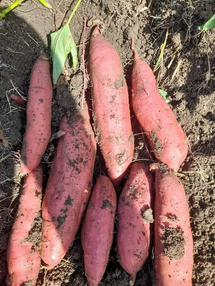 sweet potatos.jpg