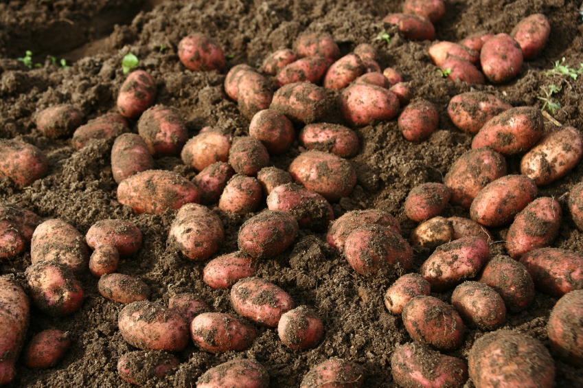 iStock_000004141933Small.jpg