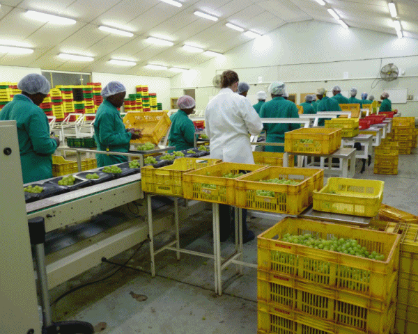 RisseeuwGrapePackhouse.gif