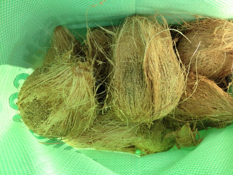 Tufted Coconut.jpg