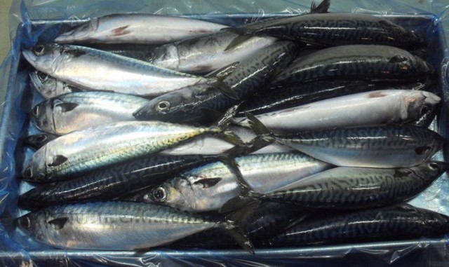 pacific mackerel.jpg