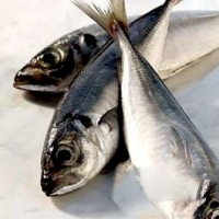 horse-mackerel-2-270x270-200x200_c.jpg
