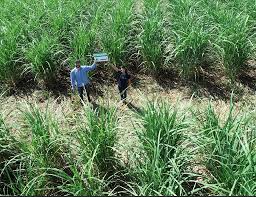 Usina Santo Ângelo Ltda - Sugarcane