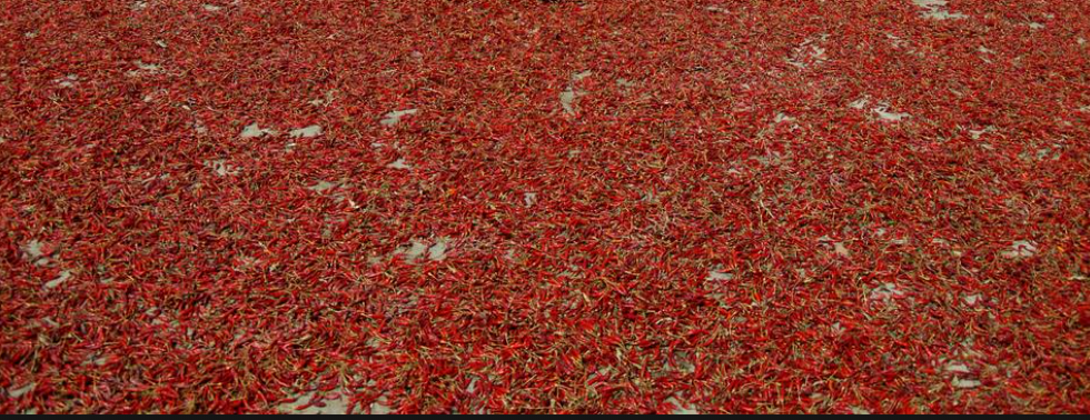 Sun dry Red chilli.PNG