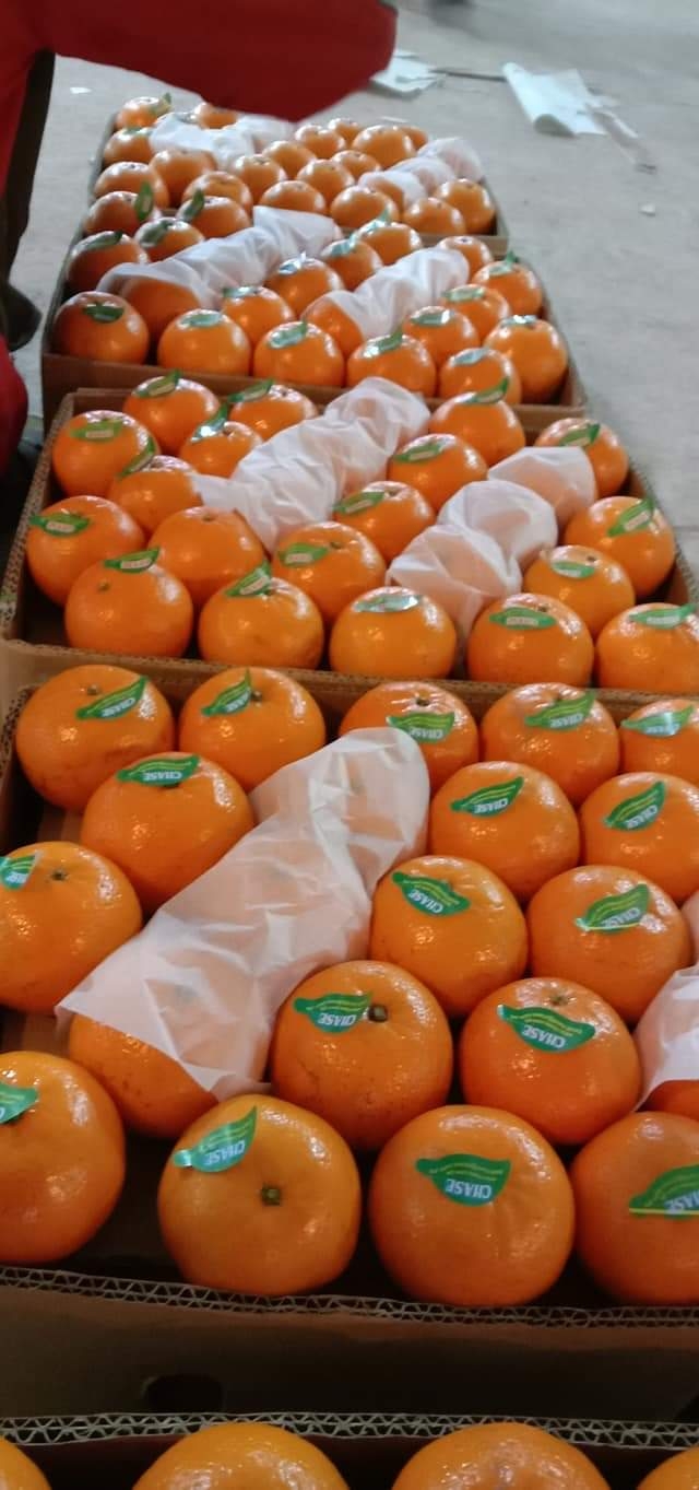 How trade of orange is done in Pakistan? – Saremco International