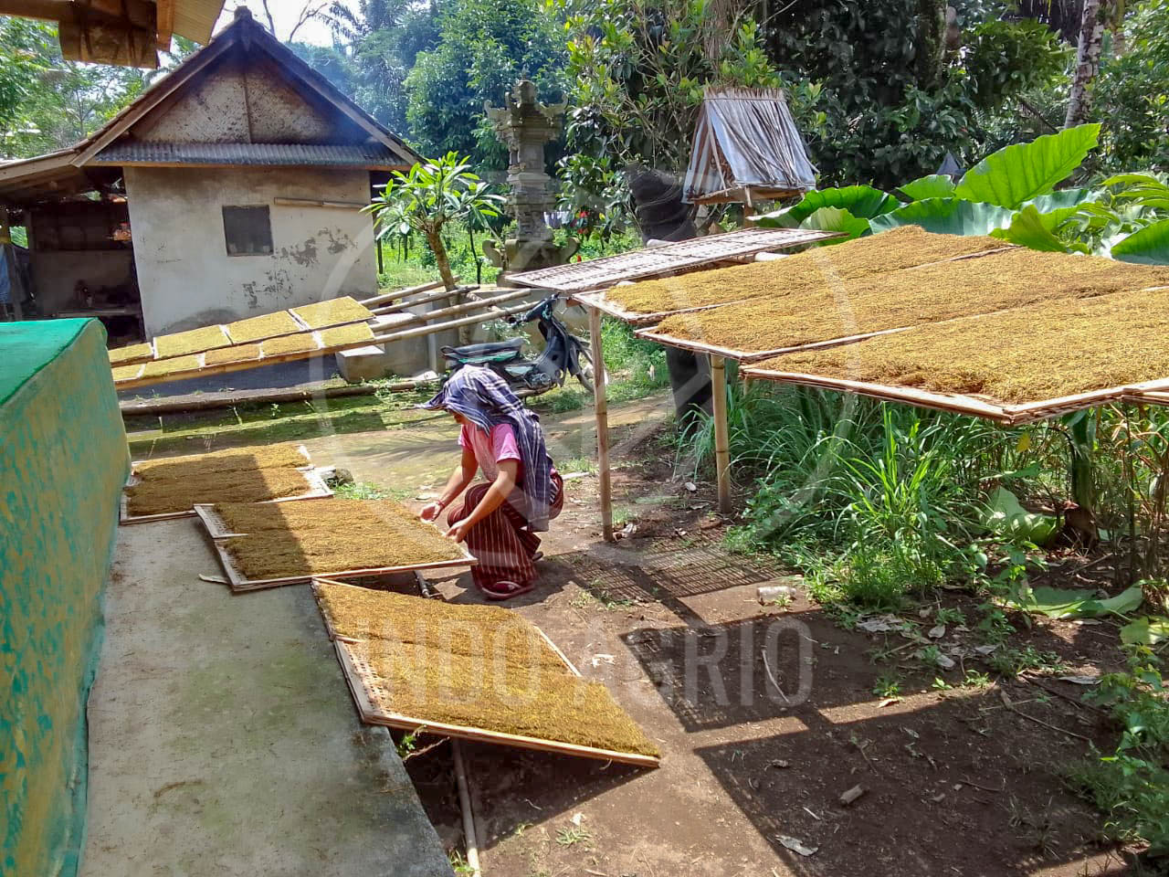 dried taro leaves manufacturer indonesia indoagrio supplier (3).jpg