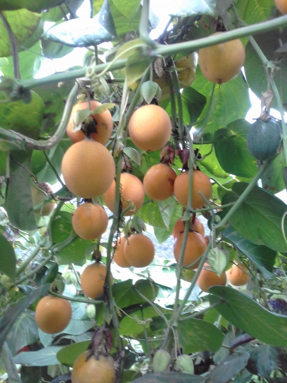 PASSION FRUIT1 (GRANADILLA).jpeg