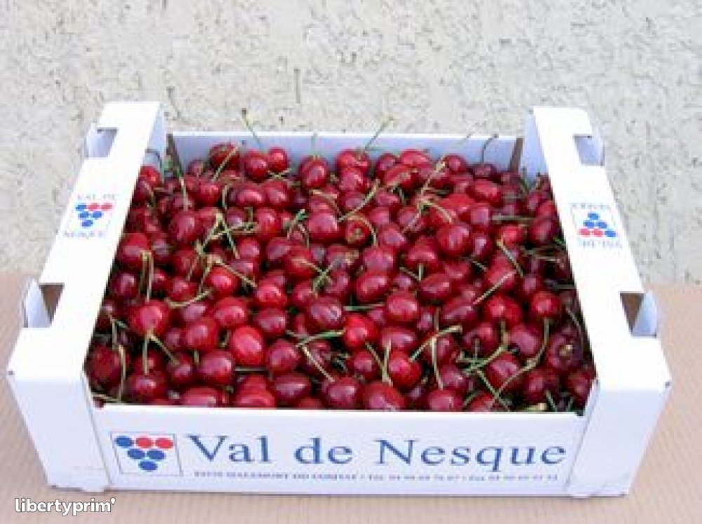 vend-cerise-burlat-france-884-1719-large.jpg